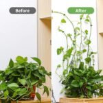 Anubhav Janni Plant Climbing Fixing Clip Invisible Wall Vines Clips Holder Fixer Self Adhesive Fixture Sticky Hook Support Binding Hooks for Wall Plant Plants Vine Supports  (Pack Of 10 Pcs) - Image 6