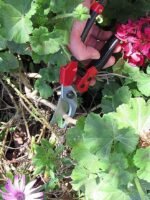 Anubhav Janni Garden Flower Cutter Scissor Gardening Tools Stainless Steel Tiger Plant Tree Shears Pruners Scissor Scissors Pruning Seeds Leaf Cutter Shear Garden Cutter (Pack Of 1 Pcs) - Image 2