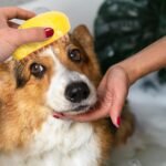 Anubhav Janni Mango Cat Steam Brush Pet Grooming with Gentle Removes Loose Fur Detangles Hair Shedding Cleaning Cute Design Dogs Rechargeable Silicone Massage Removal (Pack Of 1 Pcs) - Image 8