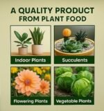 Anubhav Janni Plant Food Sticks for Indoor Outdoor Plants – Organic Fertilizer Stronger Roots Plant Slow Release Healthy Growth Flowers Fruits Growth Booster Home (pack of 1) - Image 2