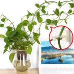 Anubhav Janni Plant Clip Wall Hook Plastic Self Adhesive Invisible Vines Binding Support Fixing Clips Plants Garden Holders Hooks Self Vine Cable Organizer Indoor Outdoor (Set Of 30 Pcs) - Image 4