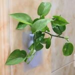 Anubhav Janni Silicone Pot Sticker Self Adhesive Sticker Magical Flower Wall Hanging Decore Home Kitchen Office Bathroom Silicon vase Sticky Strong Adhesion Plant Decoration Rack (Pack Of 1 Pcs) - Image 7