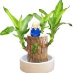 Anubhav Janni Lucky Brazil Wood Potted Plant Healthy Indoor Live Enhance Your Space Brazilian Without Budhha ( pack of 1 )