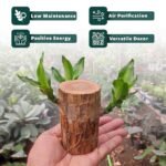 Anubhav Janni Lucky Brazil Wood Potted Plant Healthy Indoor Live Enhance Your Space Brazilian Without Budhha ( pack of 1 ) - Image 3