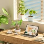 Anubhav Janni Lucky Brazil Wood Potted Plant Healthy Indoor Live Enhance Your Space Brazilian Without Budhha ( pack of 1 ) - Image 4