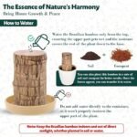 Anubhav Janni Lucky Brazil Wood Potted Plant Healthy Indoor Live Enhance Your Space Brazilian Without Budhha ( pack of 1 ) - Image 6