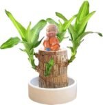 Anubhav Janni Lucky Brazil Wood Potted Plant Healthy Indoor Live Enhance Your Space Brazilian Without Budhha ( pack of 1 ) - Image 7