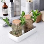 Anubhav Janni Lucky Brazil Wood Potted Plant Healthy Indoor Live Enhance Your Space Brazilian Without Budhha ( pack of 1 ) - Image 8