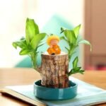 Anubhav Janni Lucky Brazil Wood Potted Plant Healthy Indoor Live Enhance Your Space Brazilian Without Budhha ( pack of 1 ) - Image 9