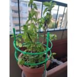 Anubhav Janni Plant Supporter Device Support Stakes Ring Cage Holder Flower Pot Climbing Trellis Vegetable Cages Durable Brackets Climbers Vines Flowers Suitable Indoor Outdoor (Pack Of 1 Pcs) - Image 4